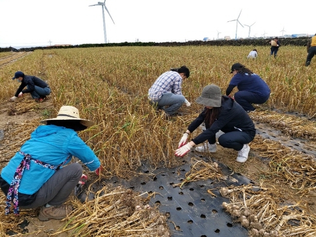 제주도 농축산식품국은 구좌읍 소재 마늘밭에서 마늘수확 농가 일손을 도왔다.