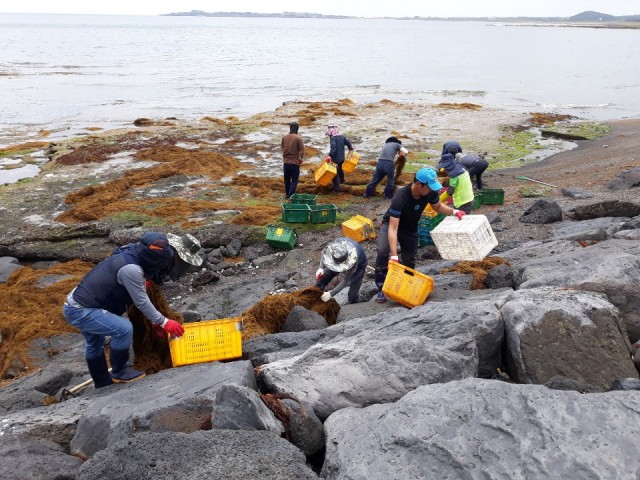 성산읍은 해안변에 밀려온 괭생이모자반과 해양쓰레기 수거작업을 했다.