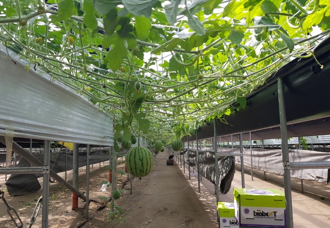 동부농업기술센터는 시설딸기 휴경기간인 5~8월에 수경재배시설을 이용한 미니수박을 재배, 새로운 소득작목으로 육성 가능성을 실증재배하고 있다.
