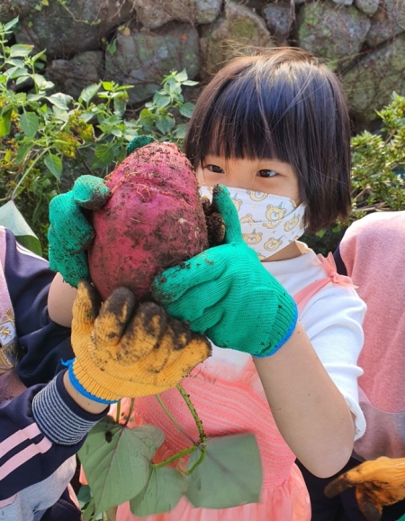 물메초병설유치원 원아들이 텃밭에서 자신이 재배한 고구마를 수확했다.